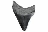 Fossil Megalodon Tooth - South Carolina #370470-1